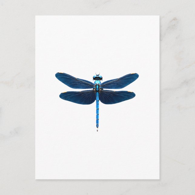 Carte Postale Libellule bleue - Ento amateur d'insectes faune (Devant)