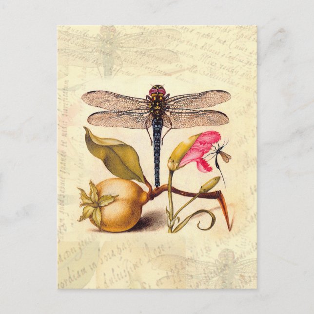 Carte Postale Libellule Botanique Nature Faune Hoefnagel Art (Devant)