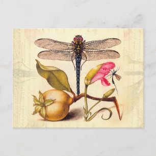 Carte Postale Libellule Botanique Nature Faune Hoefnagel Art