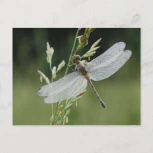 Carte Postale Libellule Darner couverte de rosée