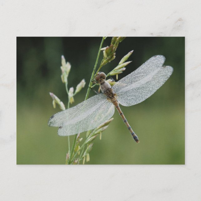 Carte Postale Libellule Darner couverte de rosée (Devant)