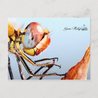 Carte Postale Libellule de Pourrières