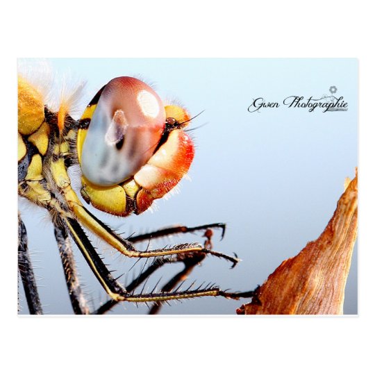 Carte Postale Libellule de Pourrières
