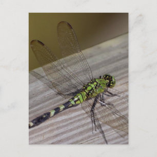 Carte Postale libellule d'insectes