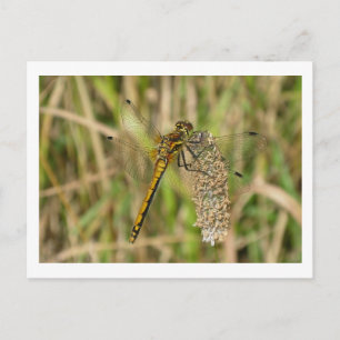 Carte Postale Libellule femelle Black Darter