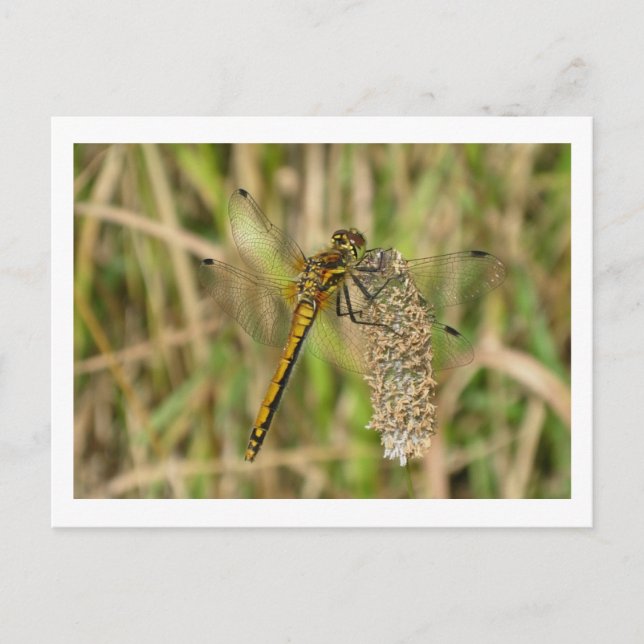 Carte Postale Libellule femelle Black Darter (Devant)