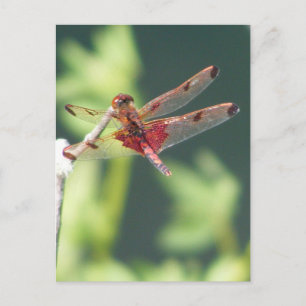 Carte Postale Libellule rouge