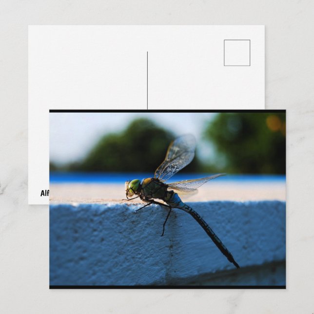 Carte Postale Libellule sur le rebord (Devant / Derrière)