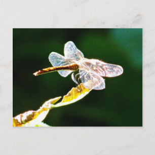 Carte Postale Libellule transparente