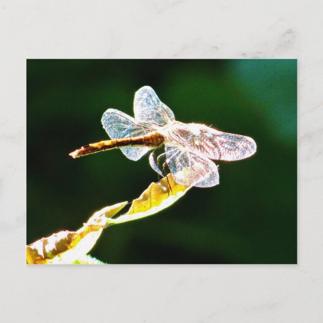 Carte Postale Libellule transparente (Devant)