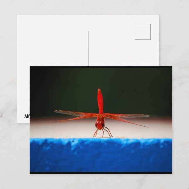 Carte Postale Libellule Trithemis kirbyi (Devant / Derrière)