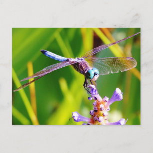 Carte Postale libellule turquoise et violette