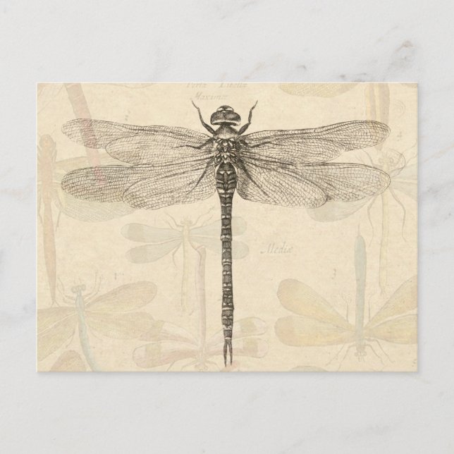 Carte Postale Libellule Vintage Antique Classique Nature (Devant)