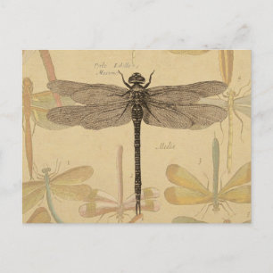 Carte Postale Libellule Vintage Antique Classique Nature