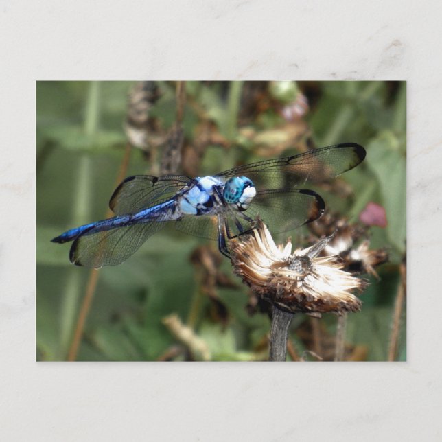 Carte Postale Libellules Libellule bleue sur une enveloppe de fl (Devant)