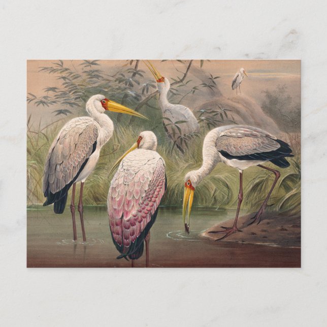 Carte Postale L'Ibis africain du bois par Joseph Wolf (Devant)