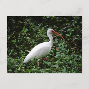 Carte Postale L'Ibis Blanc...