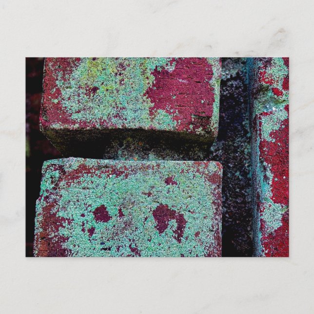 Carte Postale Lichen coloré sur brique altérée (Devant)