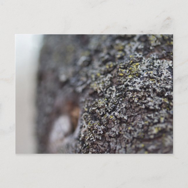 Carte Postale Lichen sur Bark (Devant)