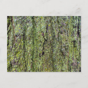 Carte Postale Lichen vert sur écorce d'arbre
