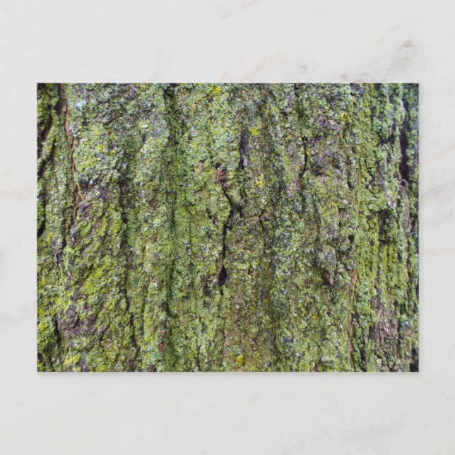 Carte Postale Lichen vert sur l'écorce d'arbre (Devant)