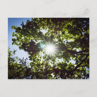 Carte Postale Lichtblick