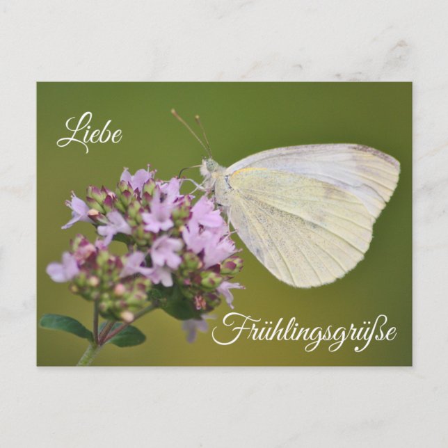 Carte Postale Liebe Frühlingsgrüße (Devant)