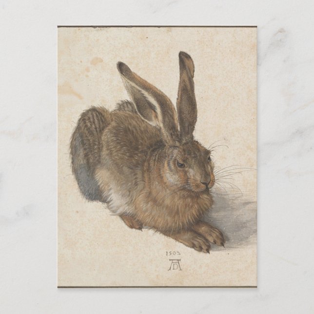 Carte Postale Lien par Albrecht Durer (Devant)