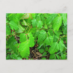 Carte Postale Lierre toxique