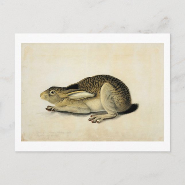 Carte Postale Lièvre à queue noire, John James Audubon (Devant)