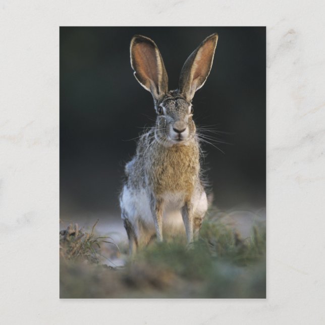 Carte Postale Lièvre à queue noire, Lepus californicus, 2 (Devant)