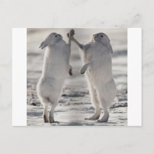 Carte Postale lièvre arctique lapin bunny animal hiver gelé neig