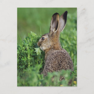 Carte Postale Lièvre brun, Lepus europaeus, jeune mangeant,