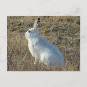 Carte Postale Lièvre d'Amérique R25