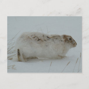Carte Postale Lièvre d'Amérique R7 prêt à courir