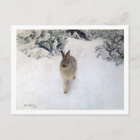Lièvre d'hiver (lapin), Bruno Liljefors