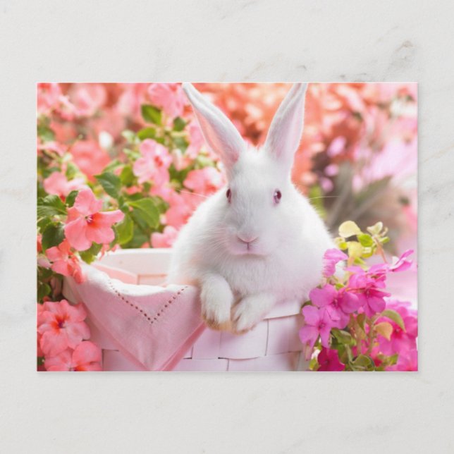 Carte Postale Lièvre du printemps (Devant)