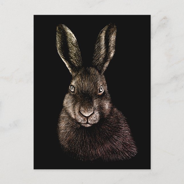 Carte Postale Lièvre, lapin, dessin (Devant)