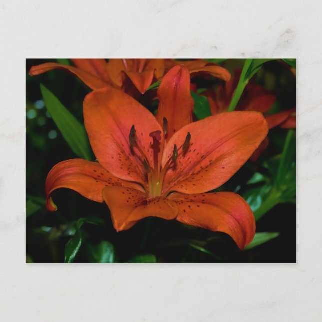 Carte Postale lièvre rouge (Devant)