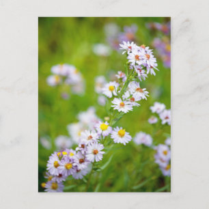 Carte postale Ligne Beauté