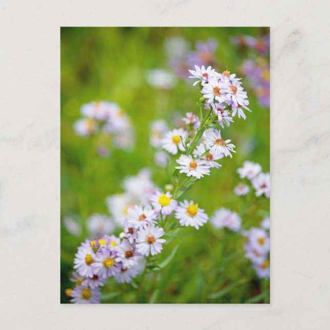 Carte postale Ligne Beauté (Devant)