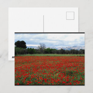 Carte Postale Ligne d'arbres dans un champ de coquelicots