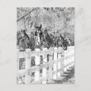 Carte Postale Ligne de Chevaux Amish Noir et blanc
