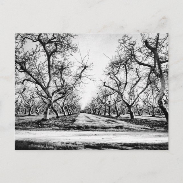 Carte postale Ligne éffrayante d'arbres (Devant)