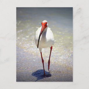 Carte Postale Ligne Ibis blanche