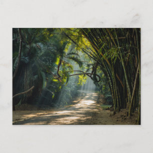 Carte Postale Lignes de Bambou