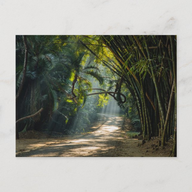 Carte Postale Lignes de Bambou (Devant)