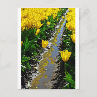 Carte Postale Lignes De Couleur.