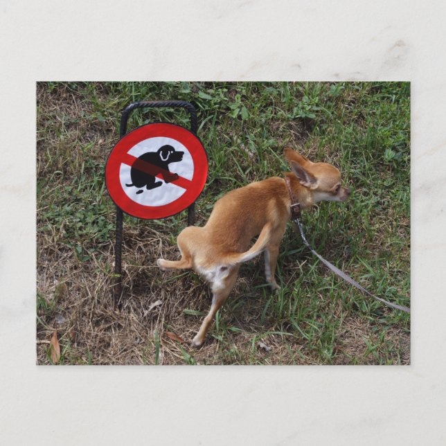 Carte Postale L'ignorance est néfaste (Devant)