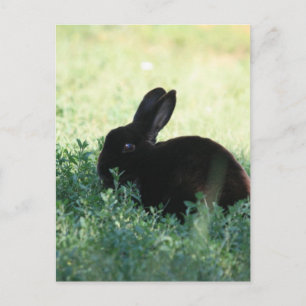 Carte Postale Lil Black Bunny